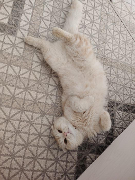 Вязка котов бесплатно