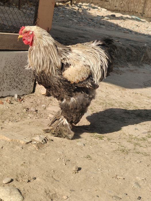 Brama xoroz sotiladi