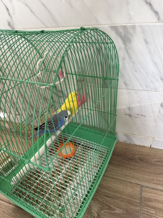 Продам попугаев с клеткой