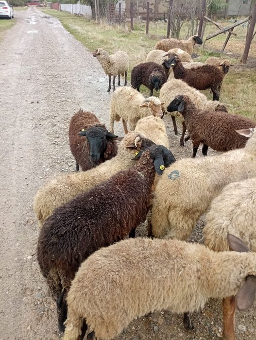 Vând 35 de mieluțe