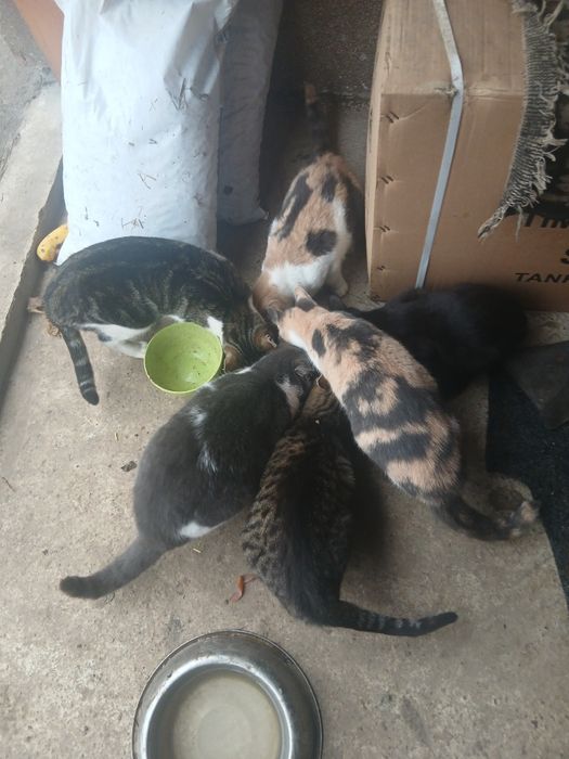 Pisicuțe gratis donez