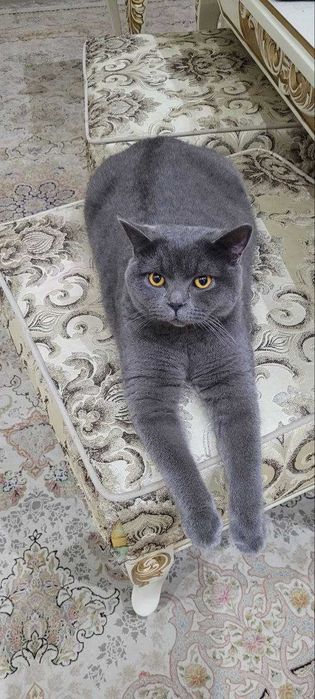 продаются котята