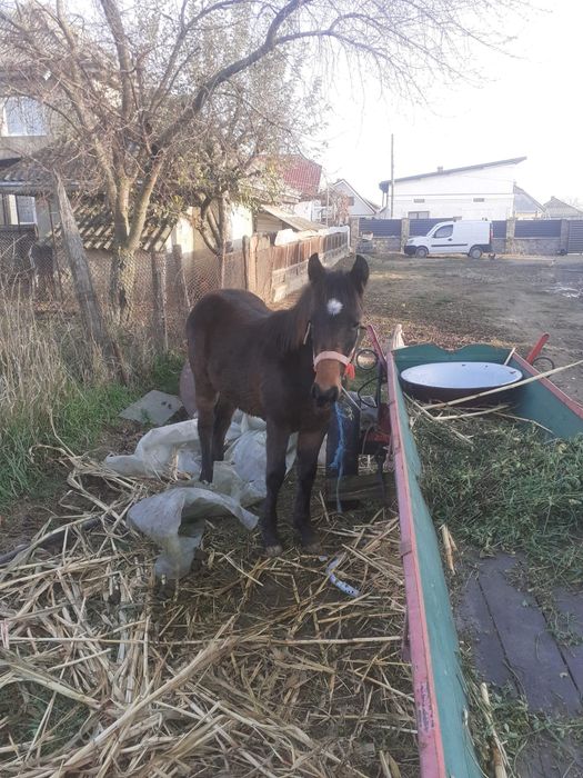 Vând mânzoc în vârstă de 8 luni