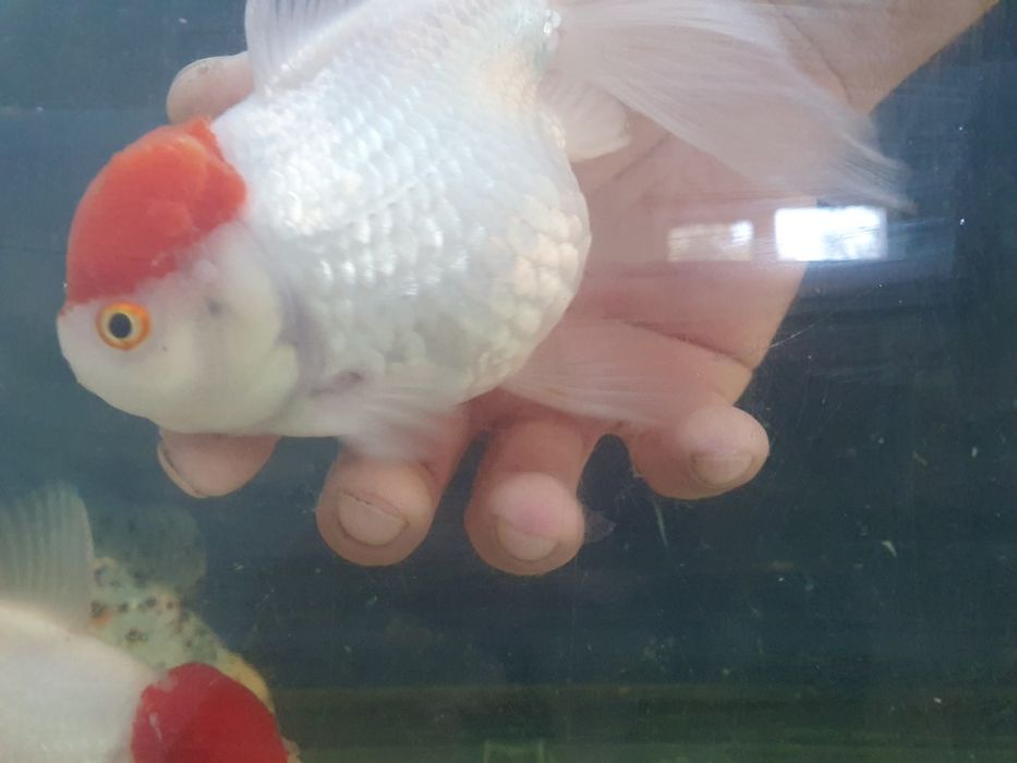 Carasi Oranda, Calico maturi, diferite culori