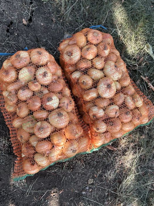 Vand  ceapa galbena pret 2 lei