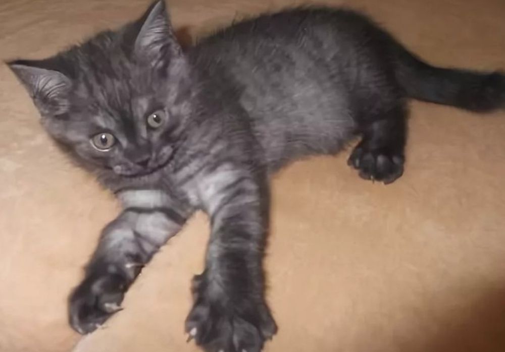 Отдам добрым людям кошечку