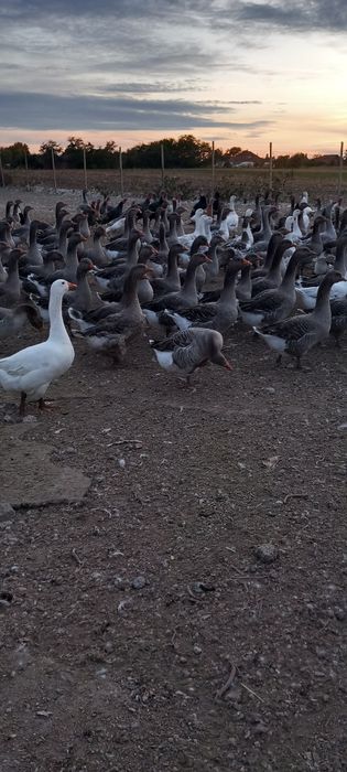 Vând gâște tinere