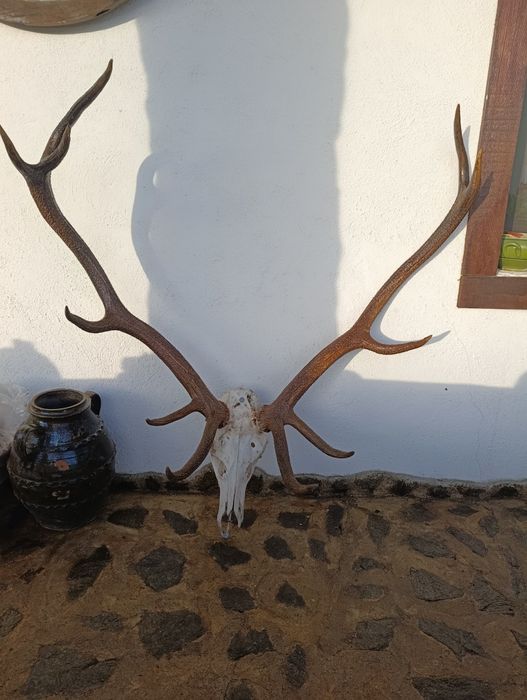 Vand trofeu Cerb Carpatin foarte mare