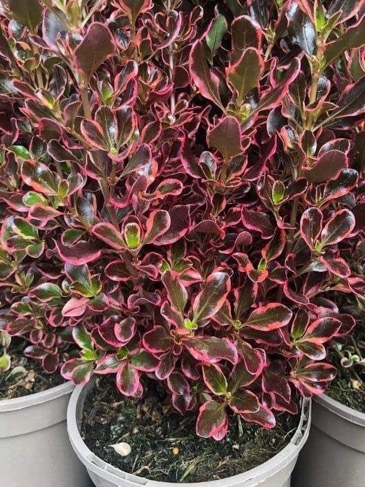 Копросма (Coprosma 'Eclipse')
