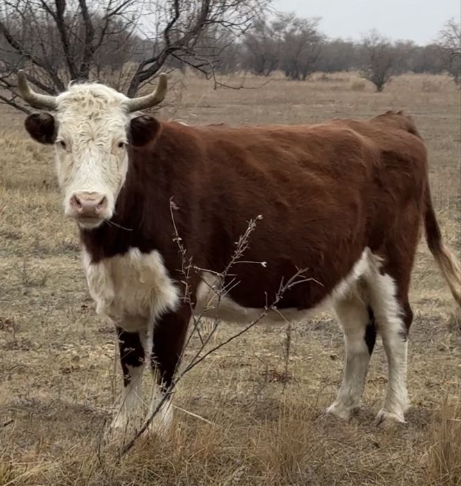 Сиыр корова соғым мясо