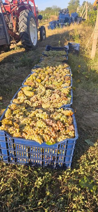Struguri din Vrancea