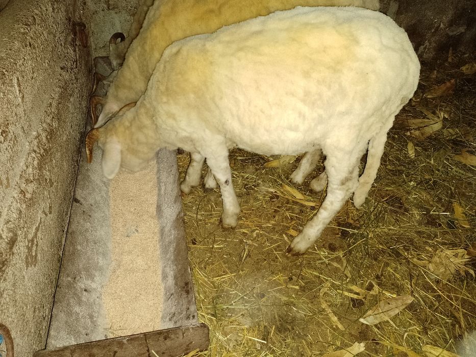 Vând trei berbecuti