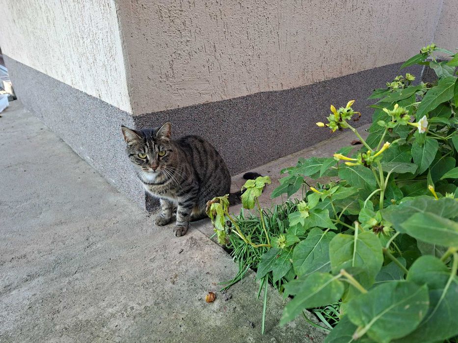 Pisicute tarcate isi cauta familie iubitoare
