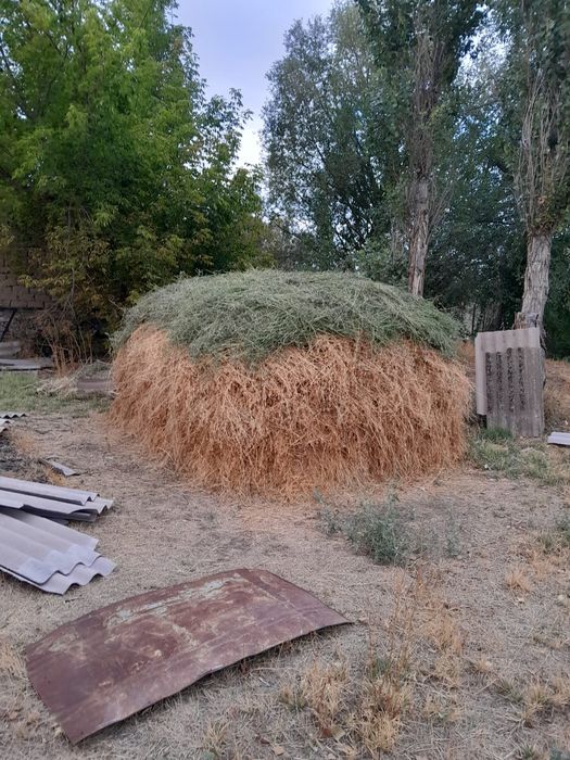 Продаётся клевер