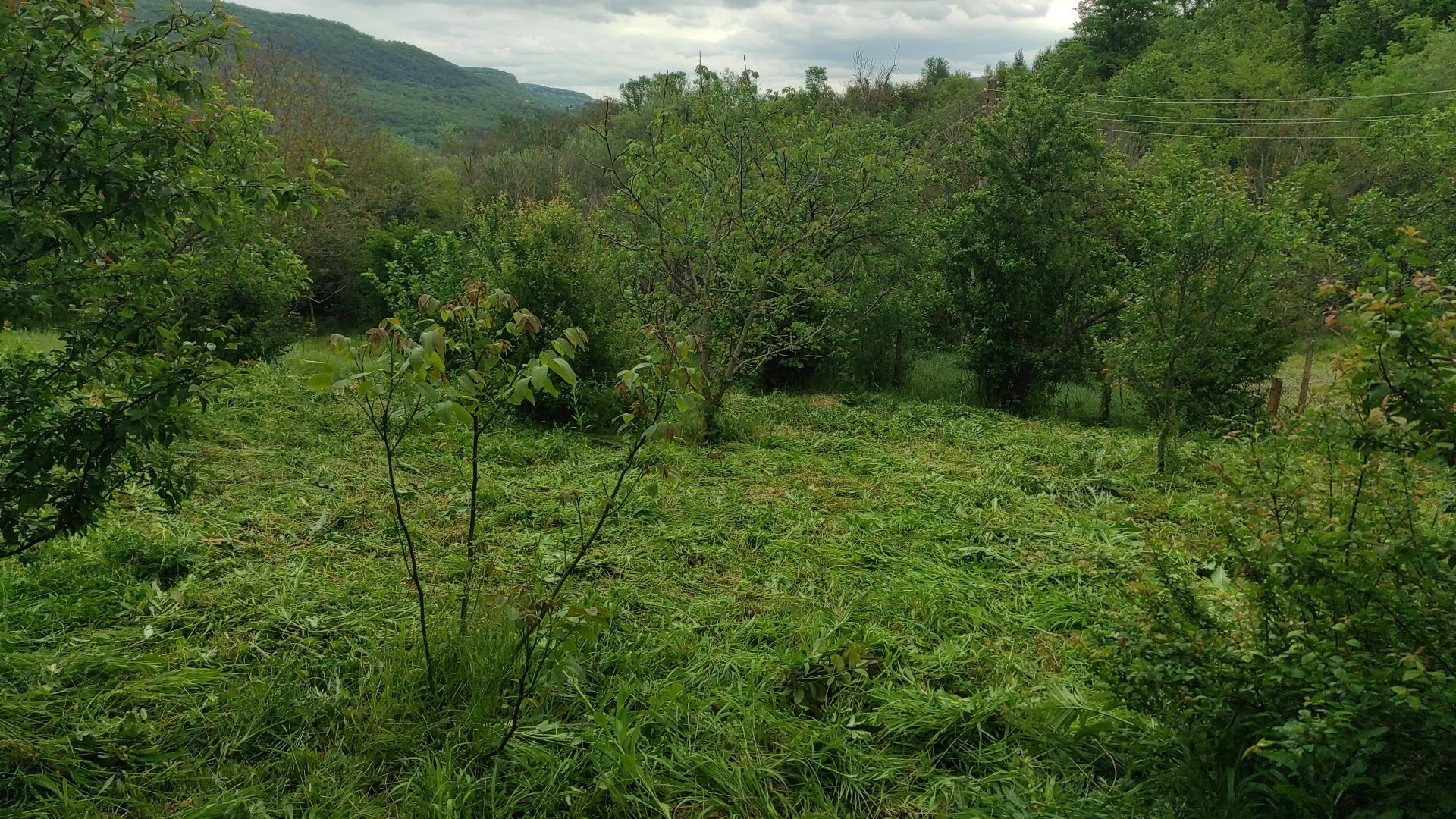 Предлагам косене на трева с бензинова косачка