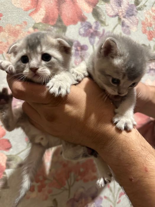 Скотиш фолд и страйд