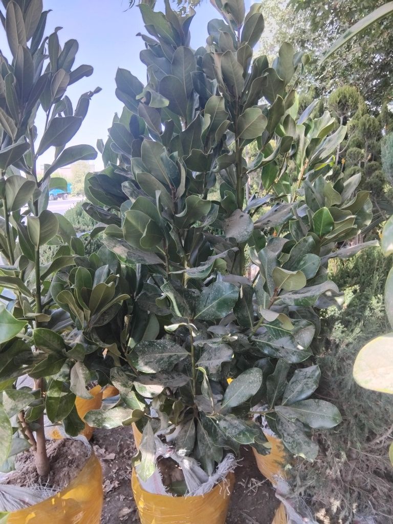 Gazon ekish ishlari lanshaftni dizayin asosida