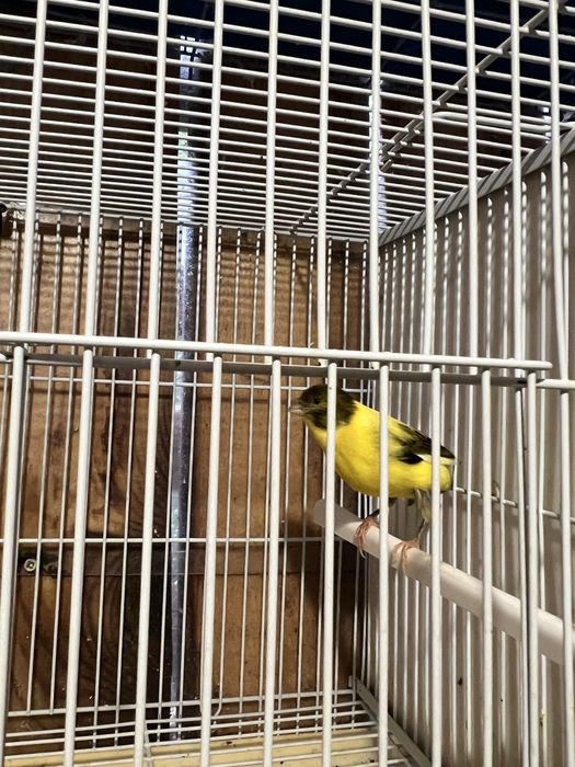 Vând canari, femele şi masculi tineri