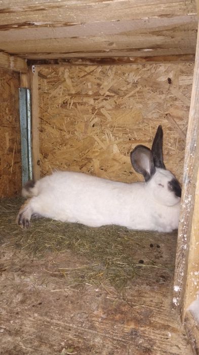 Tineret Uriaș de Transilvania