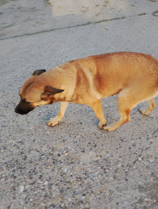 Donez catelusi dragalasi