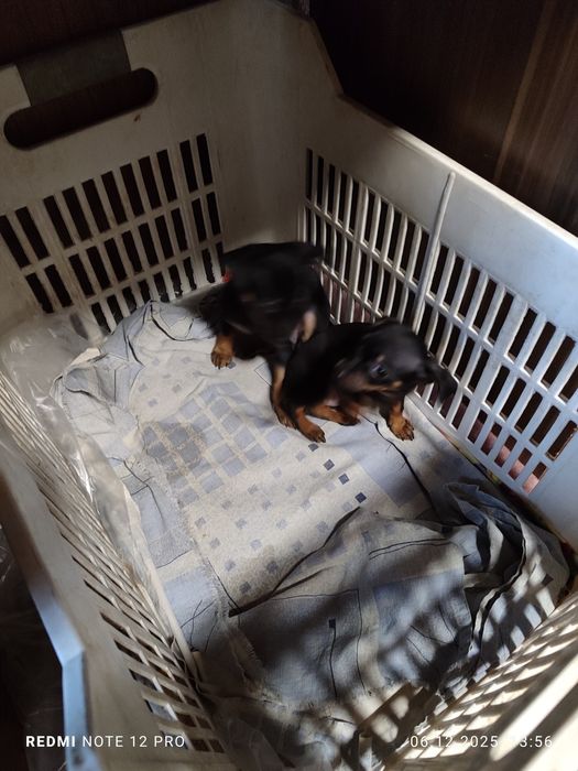 2 броя пинчери женски