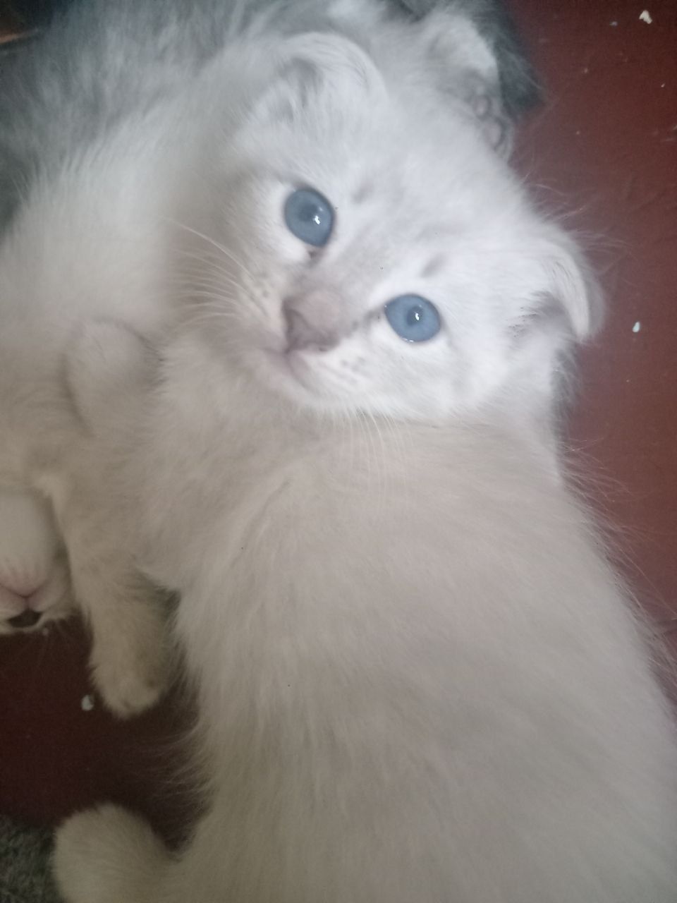 Продаются веслоухие котята