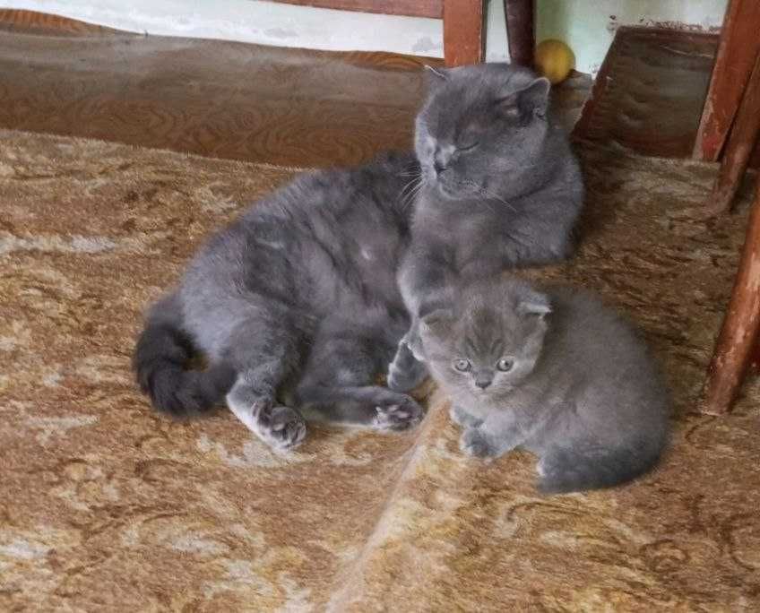 Котенок  ,шотланский веслоухий,мальчик 2-ой месяц