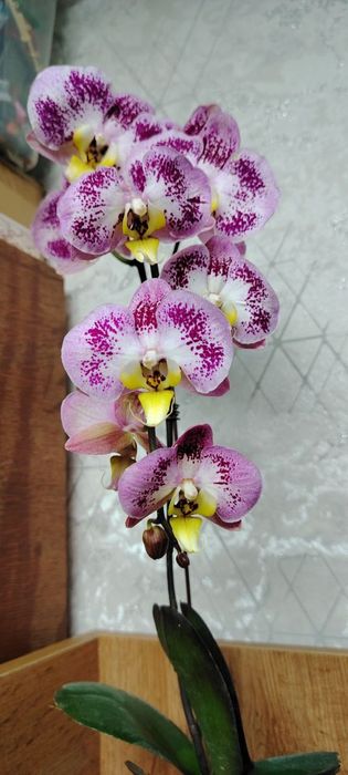 Орхидея.Phalaenopsis Harlequin (Харлекин-гибриды)
170Орхидея.Phalaenop