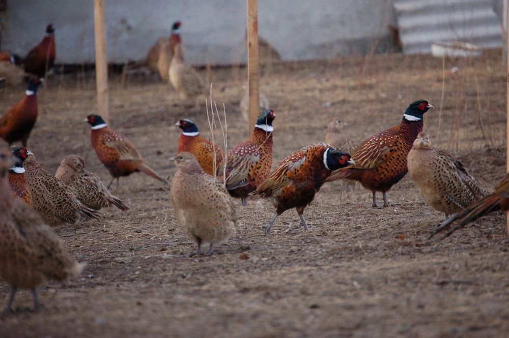 Мясо дикого фазана