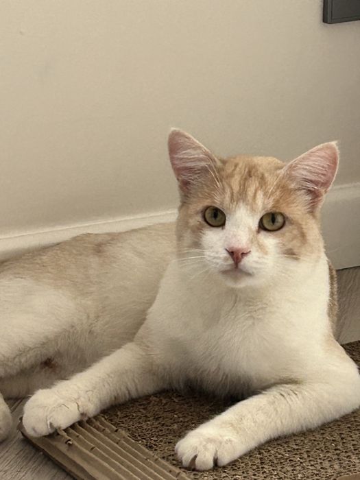 Кот кот котенок кот