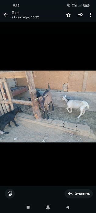 Орыс ешкі  Ақтешкі буаз  туады жақында 5 ешкі саунды  албинос ешкі ара