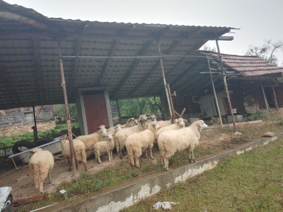 Pentru iubitorii de animale vând oițe,diferite rase.ase.