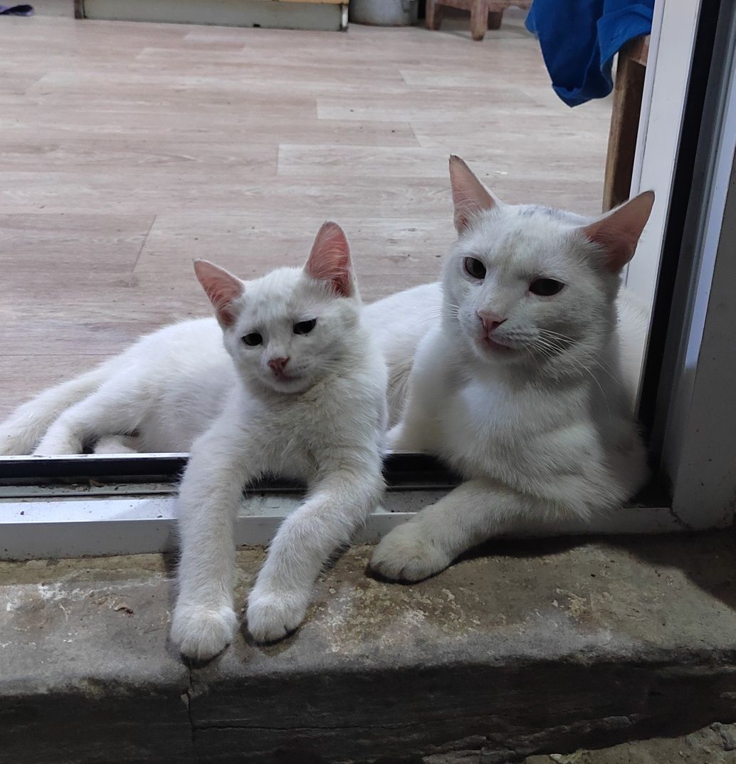 Продаются белые котята