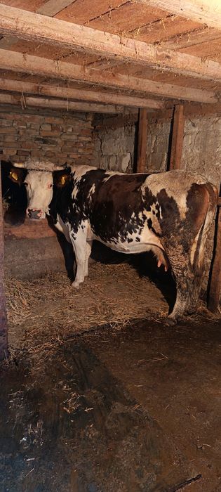 Vaci tinere de vânzare 8500 buc