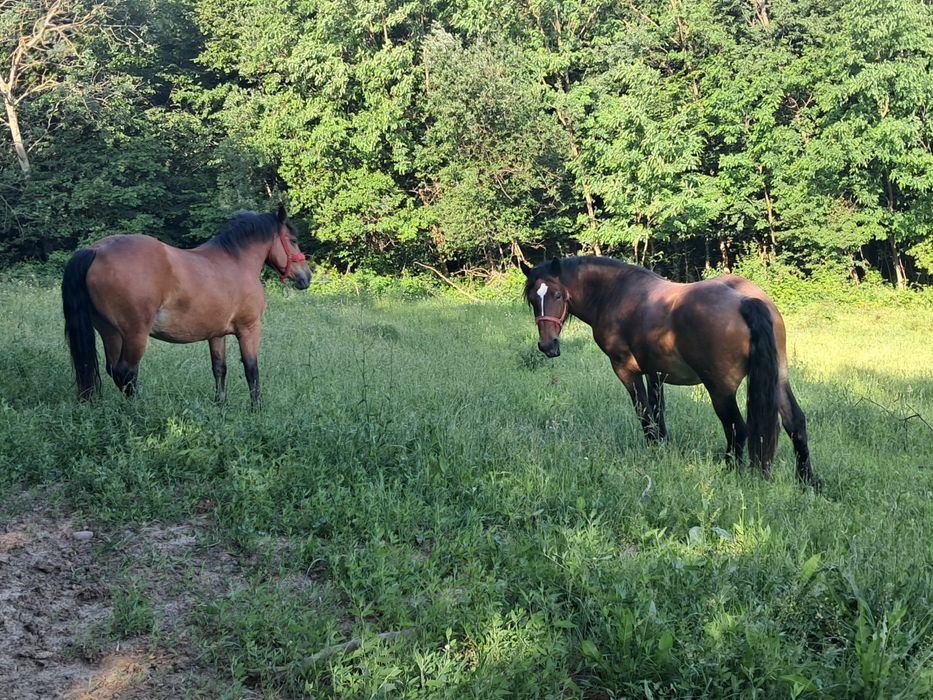 Vand iapa si manza  , nu fac cadou