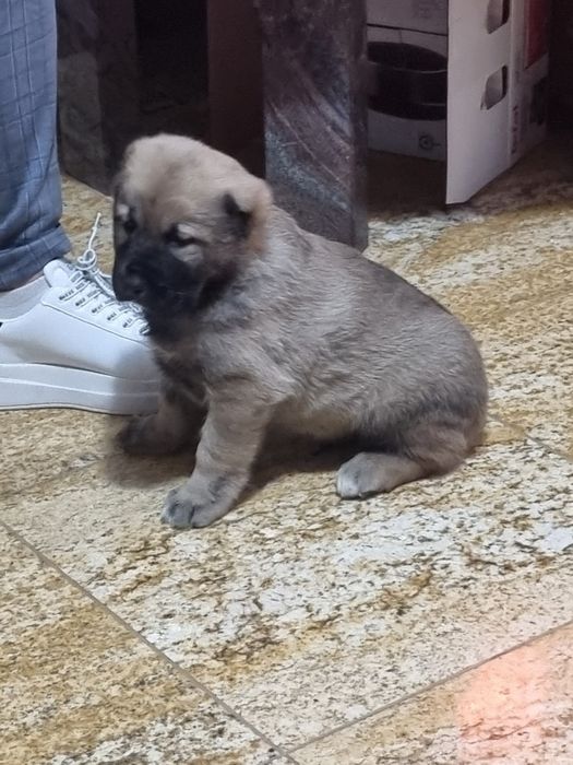 Căței de Asia Centrală