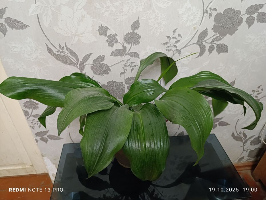 Амазонская лилия. Фото на 20.10.25г.
