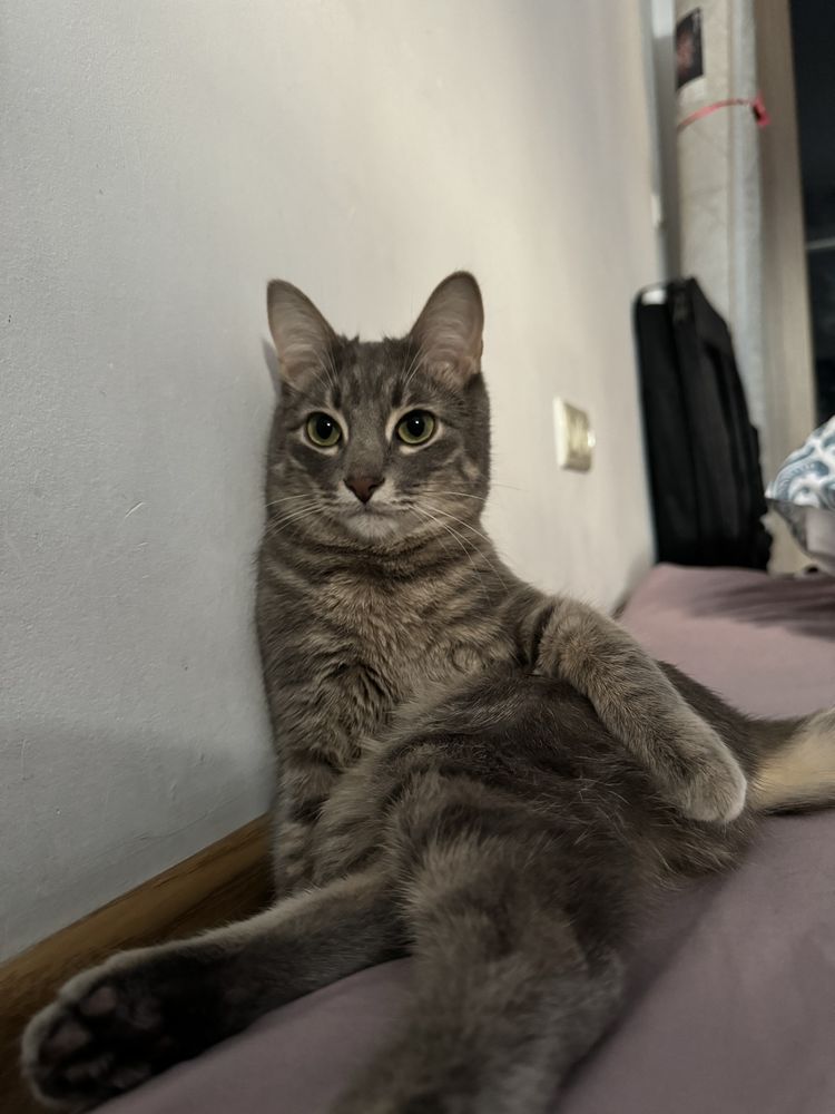 кот кошка котик