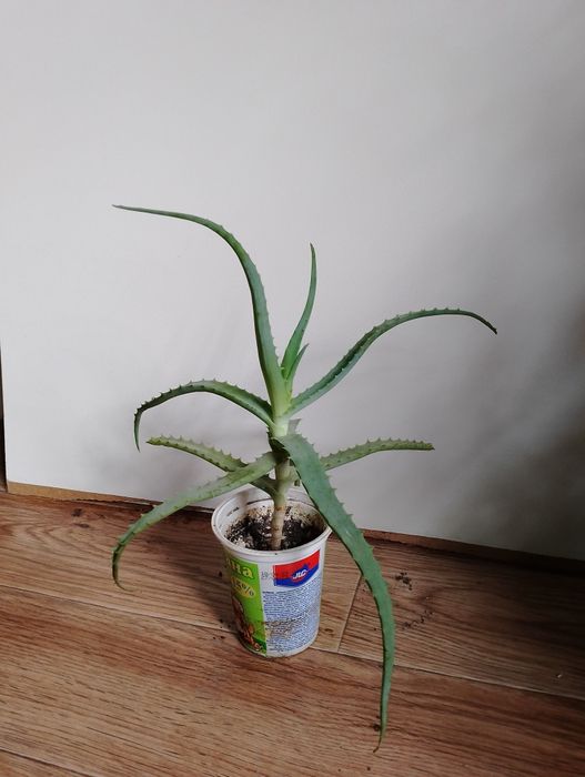 Алое древовидный