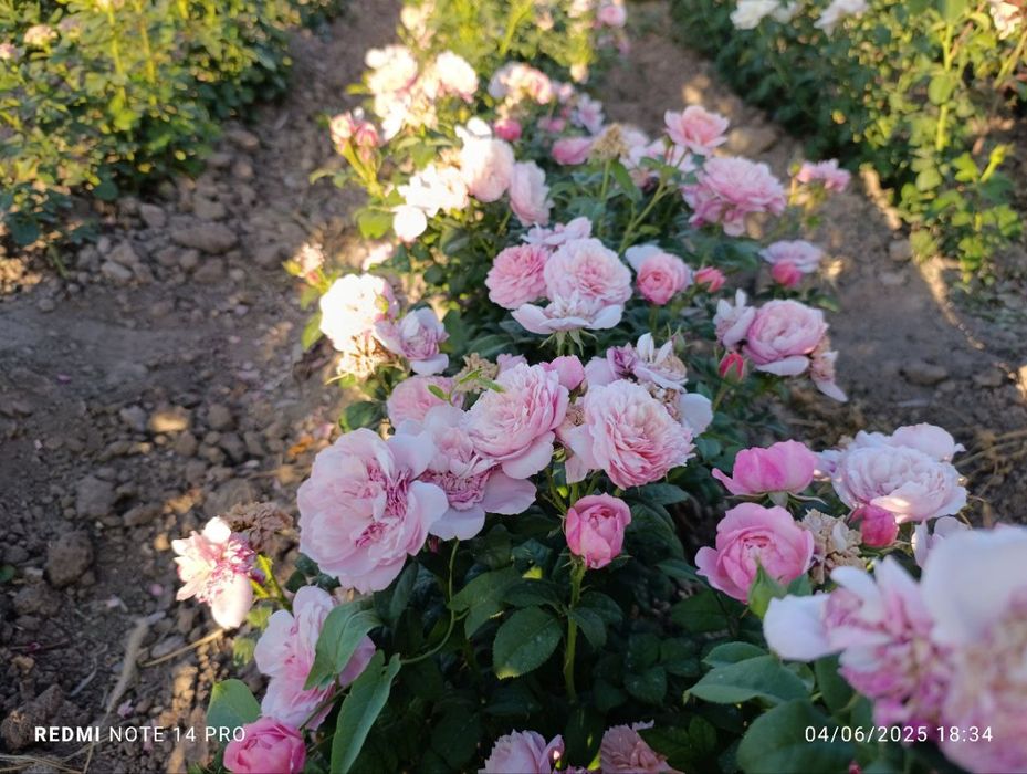 Atirgul sotiladi45 hil so'rti bor