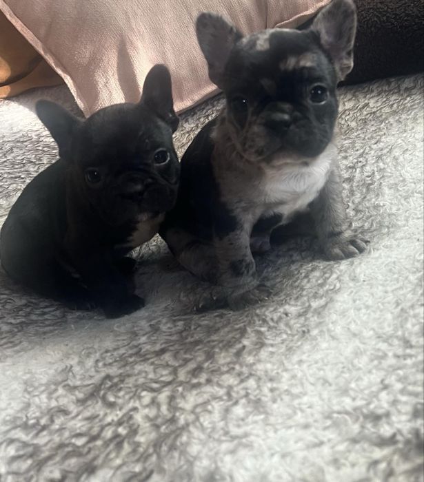 Продават се малки френски булдогчета