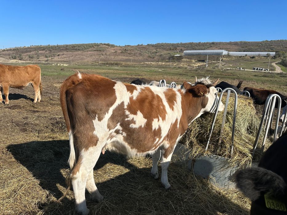 Vaci, bălțată, viței, tauri