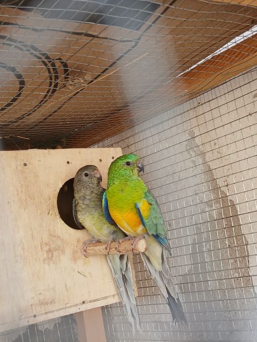 Bir para pefchi sotiladi tayyor narxi 550 ming