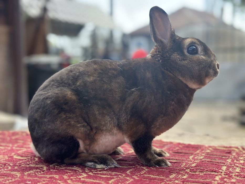 De vânzare mascul  Rex Pitic!