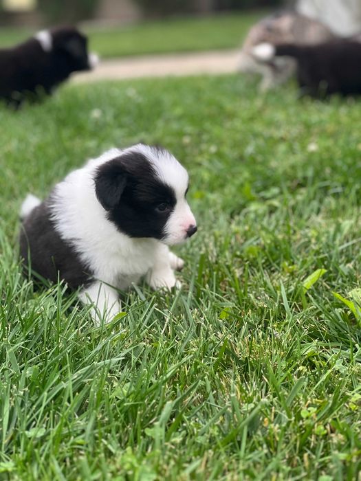 Femela de Boder Collie cu pedigree din parinti campioni