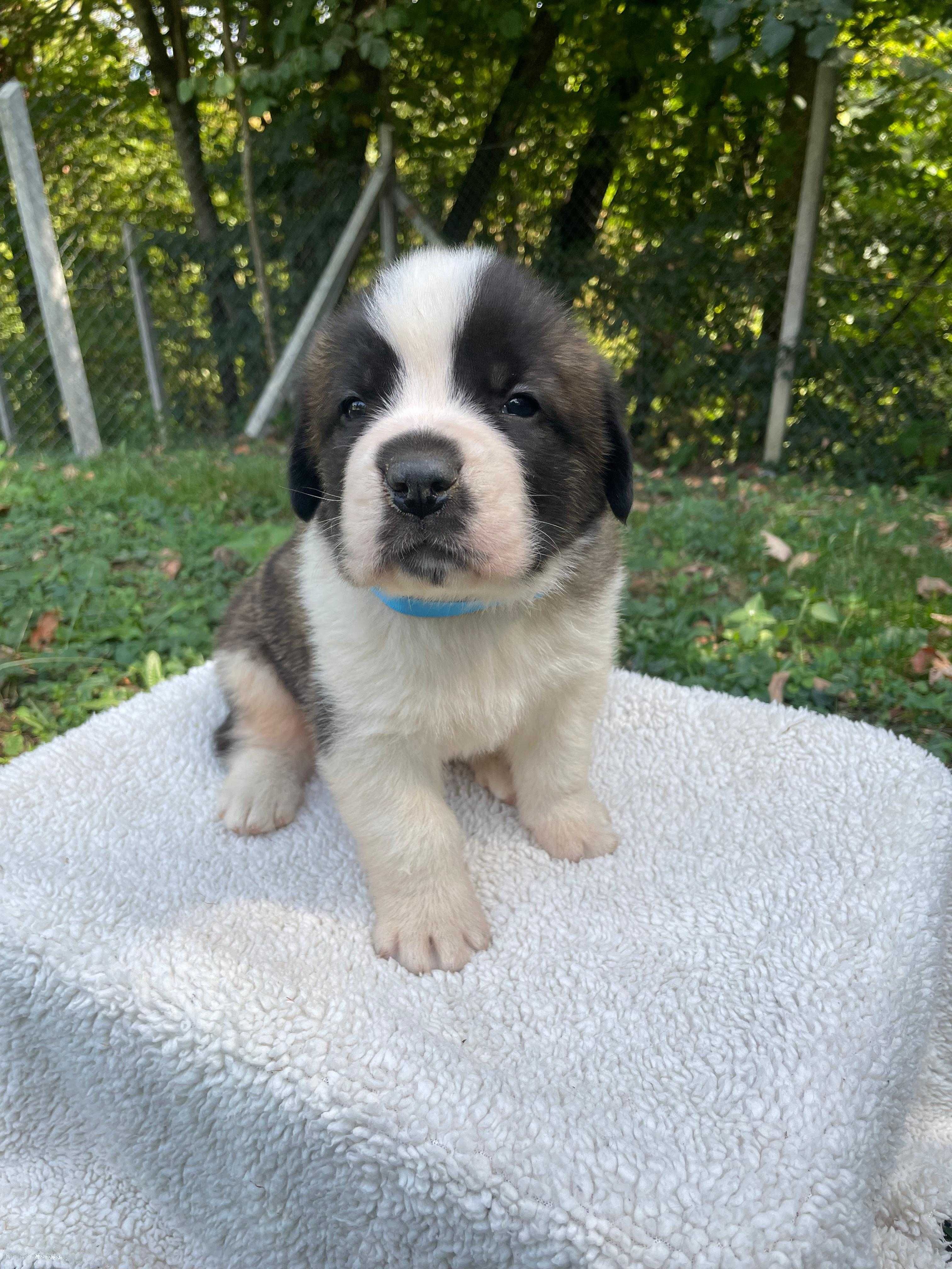 Mascul Saint Bernard