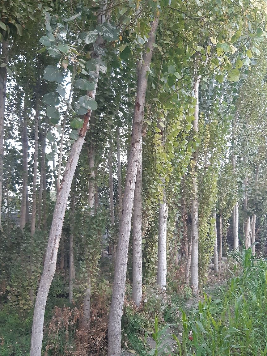 Teraklar sotiladi