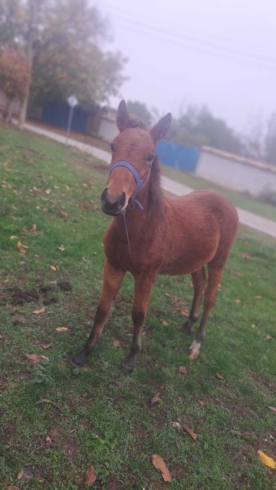 Продавам мъжко конче на 6 месеца