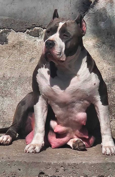 Американско були хл  American bully xl