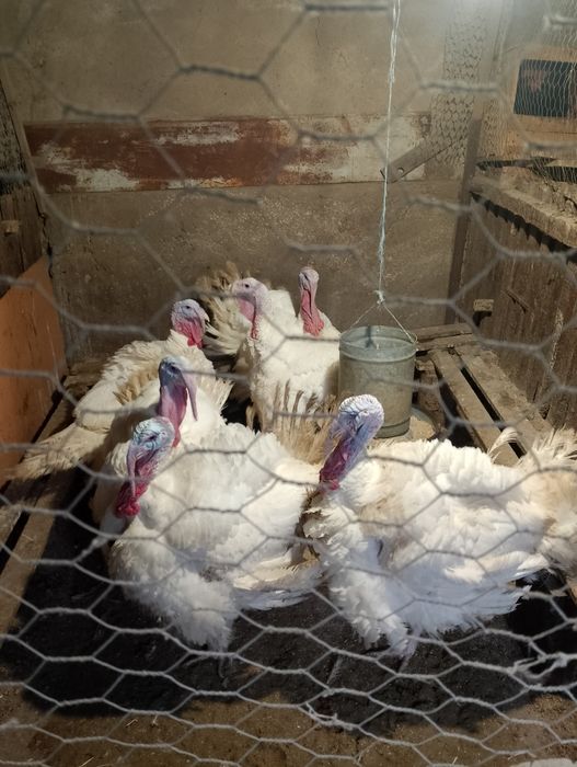 Пуки и пуяаци домашни